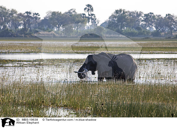 Afrikanischer Elefant / African Elephant / MBS-19638