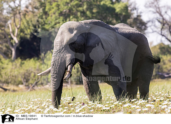 African Elephant / MBS-19641