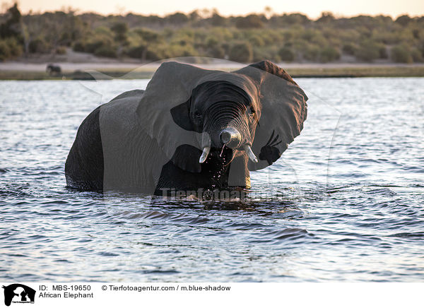 Afrikanischer Elefant / African Elephant / MBS-19650