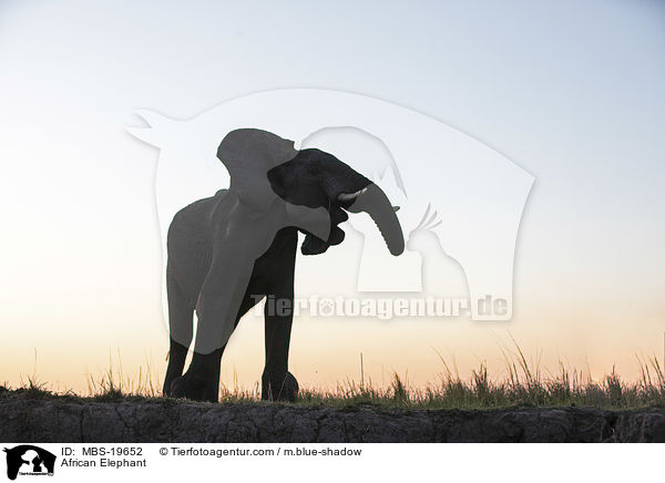 Afrikanischer Elefant / African Elephant / MBS-19652