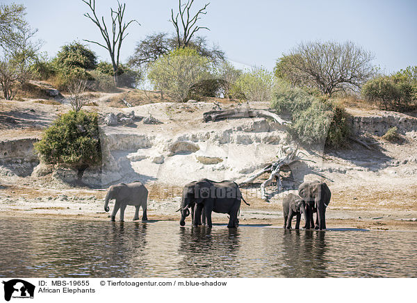 Afrikanische Elefanten / African Elephants / MBS-19655