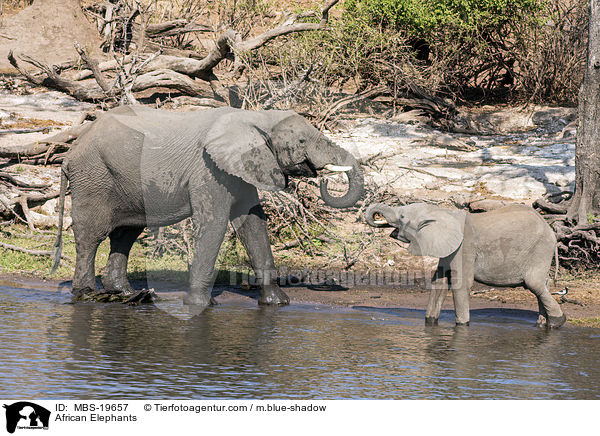 Afrikanische Elefanten / African Elephants / MBS-19657