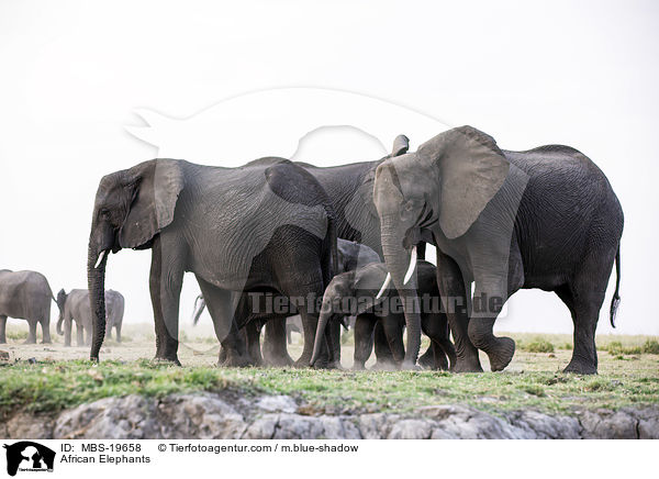 Afrikanische Elefanten / African Elephants / MBS-19658