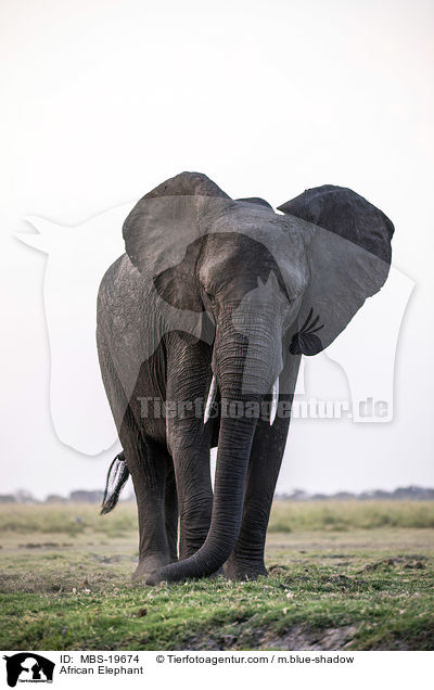 Afrikanischer Elefant / African Elephant / MBS-19674