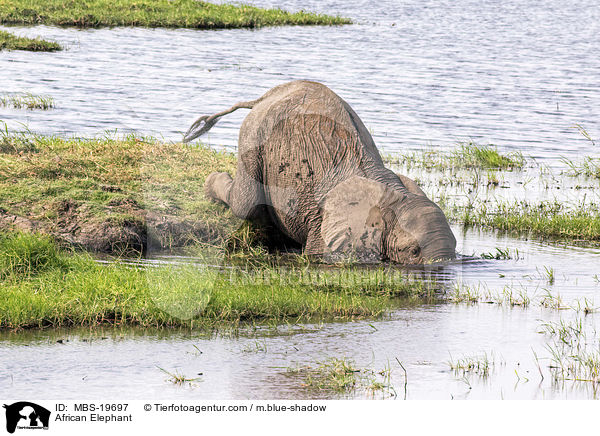 Afrikanischer Elefant / African Elephant / MBS-19697