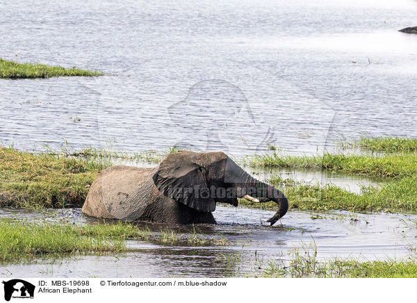 Afrikanischer Elefant / African Elephant / MBS-19698