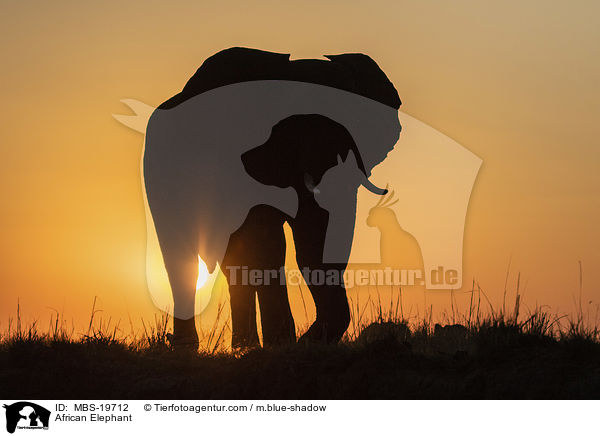 Afrikanischer Elefant / African Elephant / MBS-19712