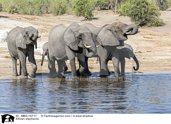 Afrikanische Elefanten / African elephants / MBS-19717