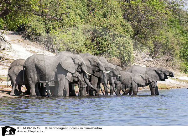 Afrikanische Elefanten / African Elephants / MBS-19719