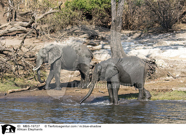 African Elephants / MBS-19727