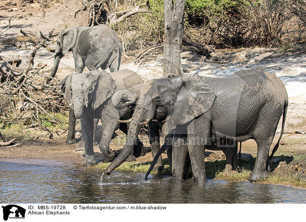 African Elephants / MBS-19728