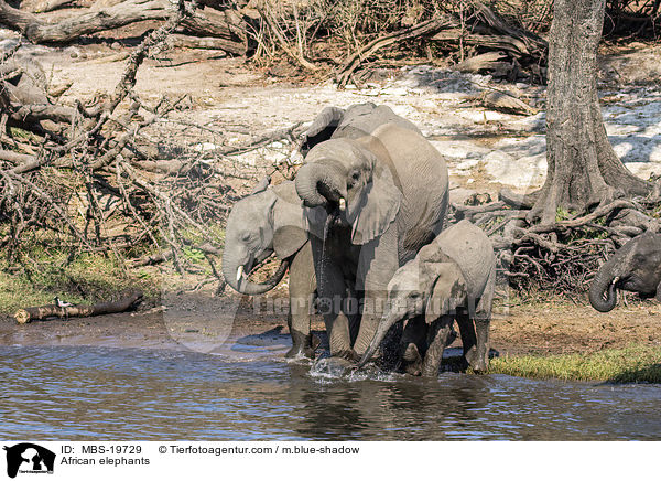 Afrikanische Elefanten / African elephants / MBS-19729