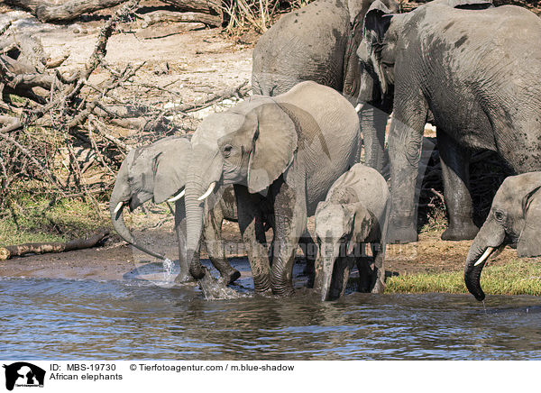 African elephants / MBS-19730