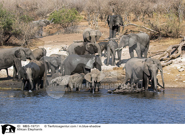 African Elephants / MBS-19731