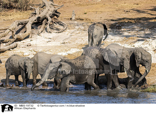 African Elephants / MBS-19732