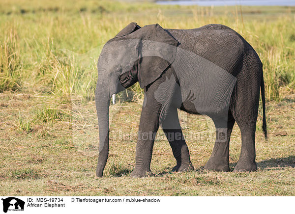 Afrikanischer Elefant / African Elephant / MBS-19734