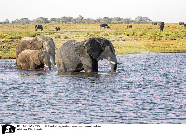 African Elephants / MBS-19735