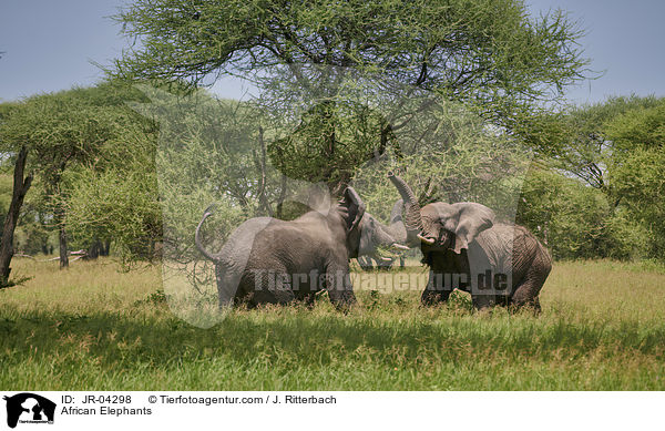 Afrikanische Elefanten / African Elephants / JR-04298