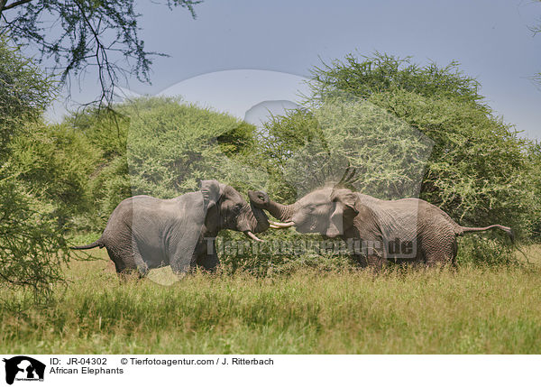 Afrikanische Elefanten / African Elephants / JR-04302