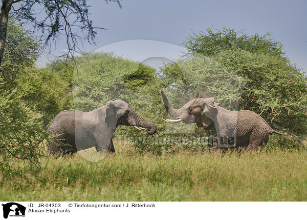 Afrikanische Elefanten / African Elephants / JR-04303