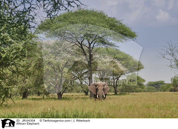 Afrikanischer Elefant / African Elephant / JR-04304