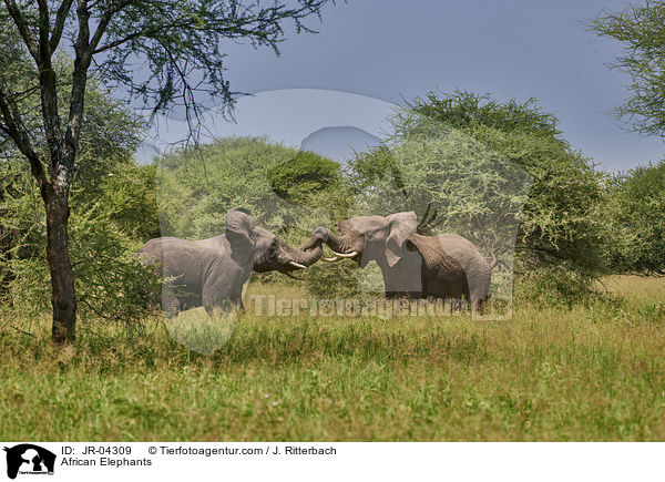 Afrikanische Elefanten / African Elephants / JR-04309