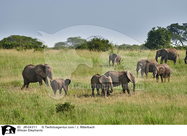 Afrikanische Elefanten / African Elephants / JR-04311