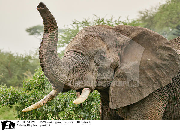 African Elephant portrait / JR-04371