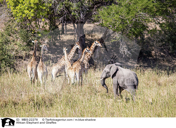 Afrikanischer Elefant und Giraffen / African Elephant and Giraffes / MBS-22278