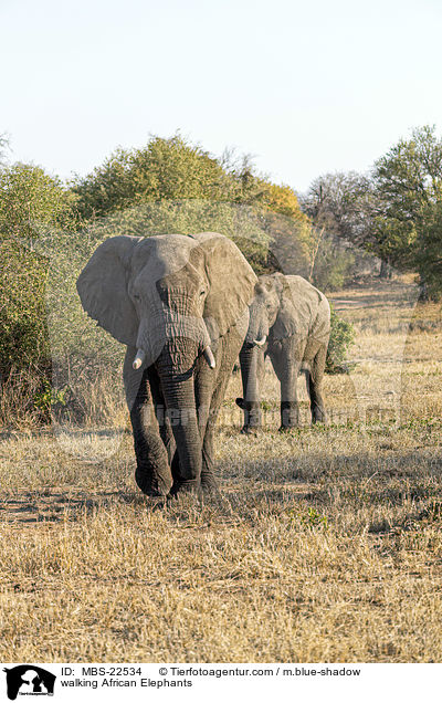 walking African Elephants / MBS-22534