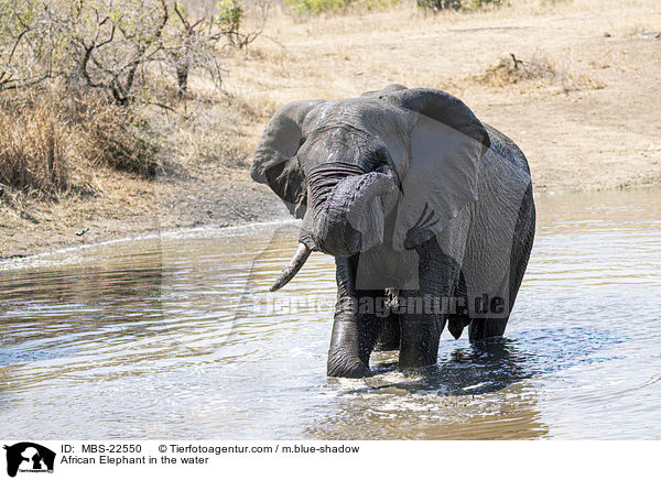 African Elephant in the water / MBS-22550