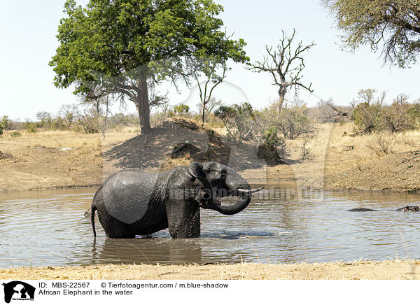 African Elephant in the water / MBS-22567