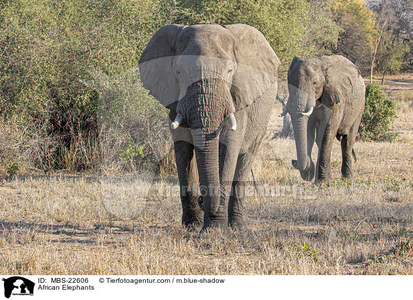 Afrikanische Elefanten / African Elephants / MBS-22606