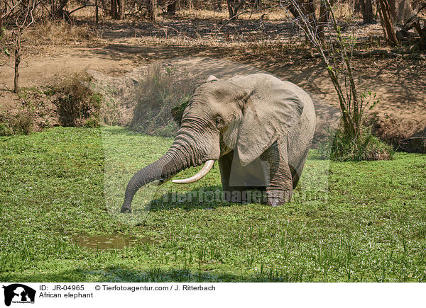 African elephant / JR-04965