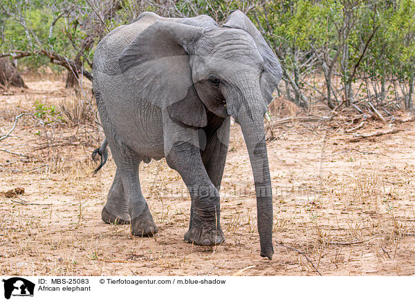 Afrikanischer Elefant / African elephant / MBS-25083