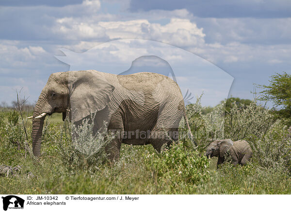 Afrikanische Elefanten / African elephants / JM-10342