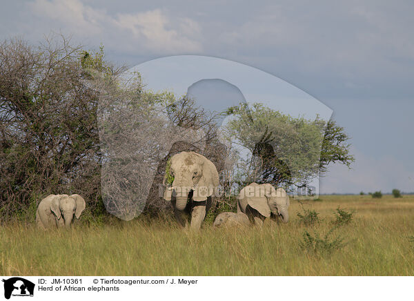 Elefantenherde / Herd of African elephants / JM-10361