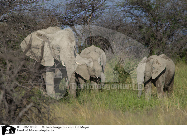 Elefantenherde / Herd of African elephants / JM-10368