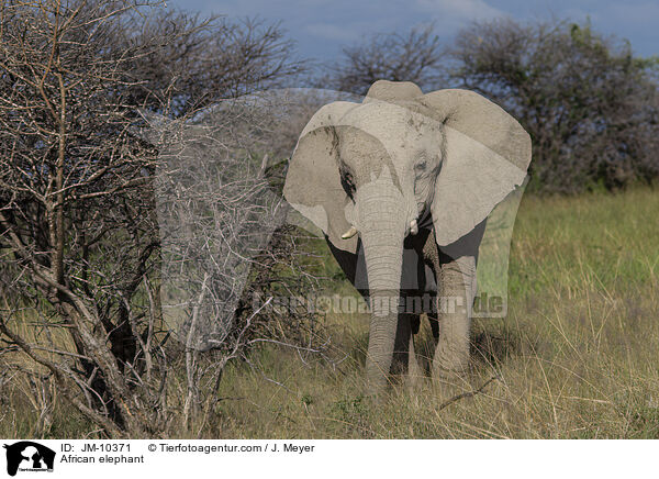 Afrikanischer Elefant / African elephant / JM-10371