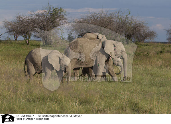 Herd of African elephants / JM-10387