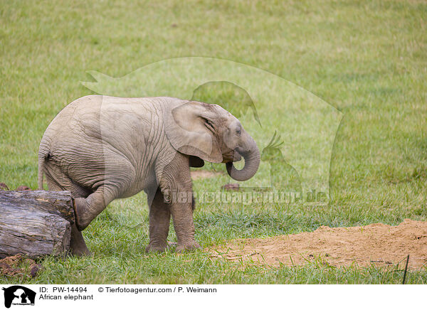 Afrikanischer Elefant / African elephant / PW-14494