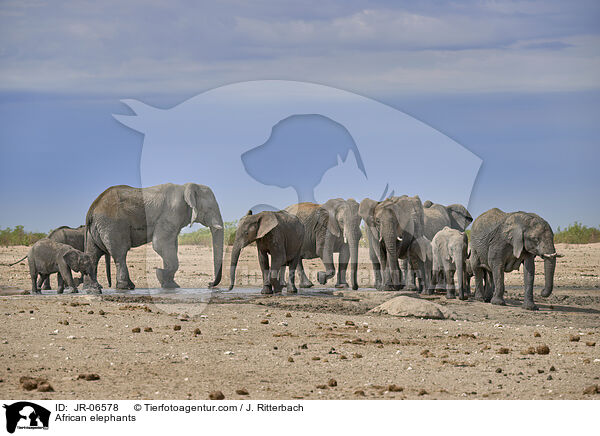 Afrikanische Elefanten / African elephants / JR-06578