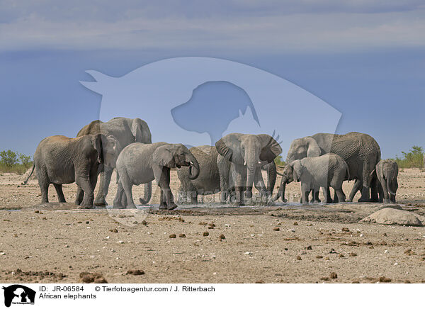 Afrikanische Elefanten / African elephants / JR-06584