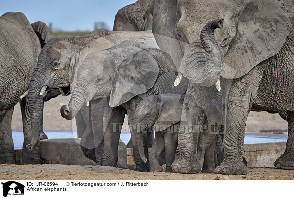 Afrikanische Elefanten / African elephants / JR-06594