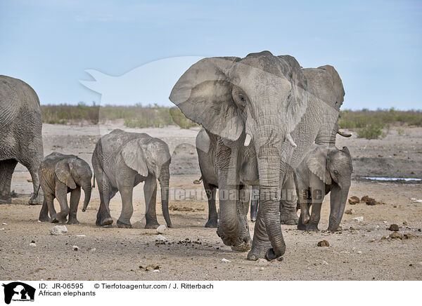 Afrikanische Elefanten / African elephants / JR-06595