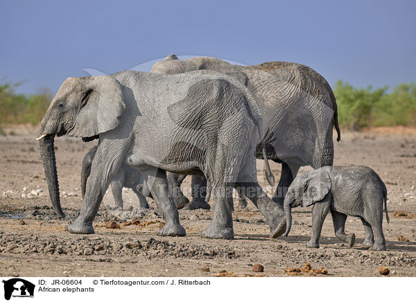 Afrikanische Elefanten / African elephants / JR-06604