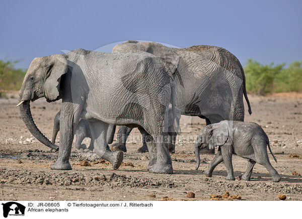 Afrikanische Elefanten / African elephants / JR-06605