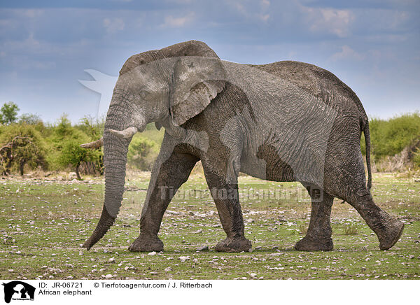 Afrikanischer Elefant / African elephant / JR-06721