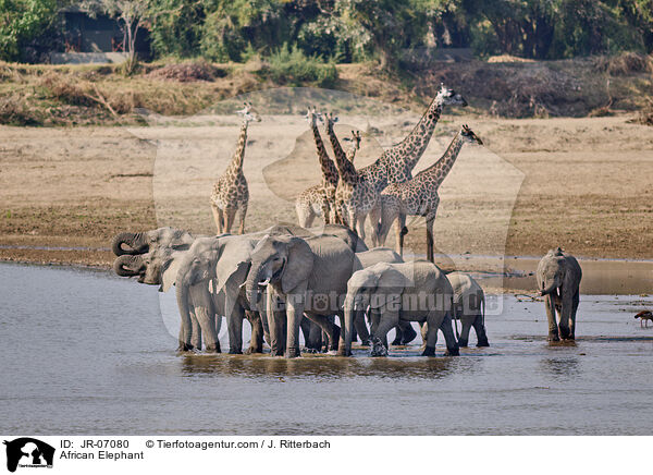 Afrikanischer Elefant / African Elephant / JR-07080