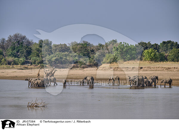 Afrikanischer Elefant / African Elephant / JR-07084